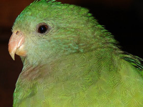 Фото Red-fronted parrot