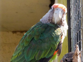 Фото Cape parrot