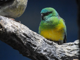 Фото Red-Rumped parrot