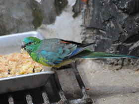 Фото Red-Rumped parrot