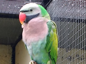 Фото Mustached parakeet