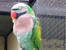 Фото Mustached parakeet