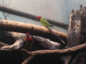 Фото Plum-Headed parakeet