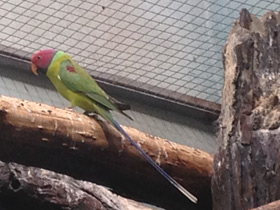 Фото Plum-Headed parakeet