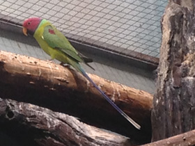 Фото Plum-Headed parakeet