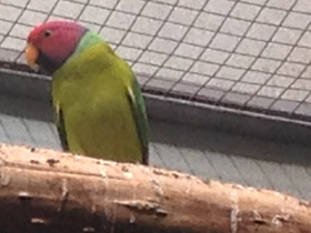 Фото Plum-Headed parakeet