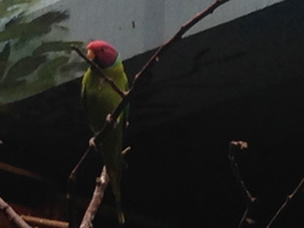 Фото Plum-Headed parakeet