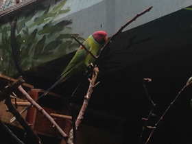 Фото Plum-Headed parakeet