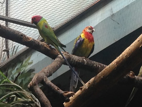 Фото Plum-Headed parakeet