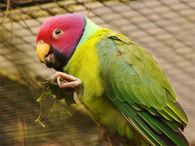 Фото Plum-Headed parakeet