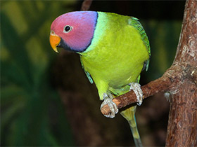 Фото Plum-Headed parakeet