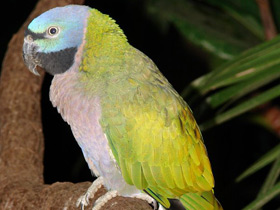 Фото Lord Derby's parakeet