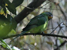 Фото Slaty-headed Parakeet