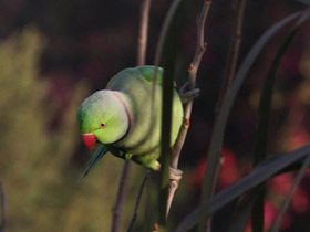 Фото Rose-Ringed parakeet