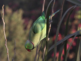 Фото Rose-Ringed parakeet