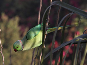 Фото Rose-Ringed parakeet