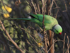 Фото Rose-Ringed parakeet