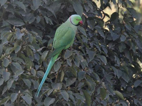 Фото Rose-Ringed parakeet