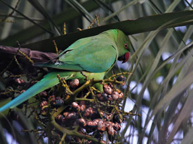 Фото Rose-Ringed parakeet