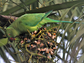 Фото Rose-Ringed parakeet