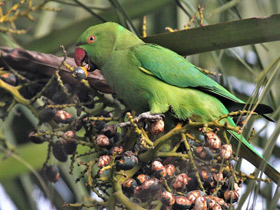 Фото Rose-Ringed parakeet