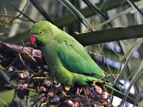 Фото Rose-Ringed parakeet