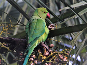 Фото Rose-Ringed parakeet