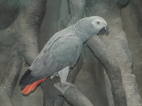 Фото African grey parrot