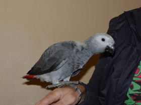 Фото African grey parrot