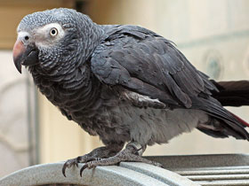 Смотреть фото Loro timneh Фото Loro timneh