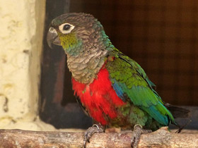 Фото Crimson-bellied parakeet