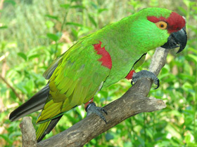 Фото Thick-billed parrot