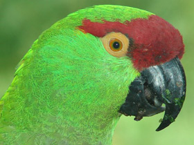 Фото Thick-billed parrot