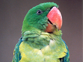 Фото Great-Billed parrot