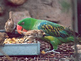 Фото Черноплечий большеклювый попугай