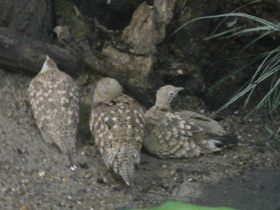 Фото Sandgrouse