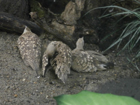 Фото Sandgrouse