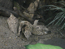 Фото Sandgrouse