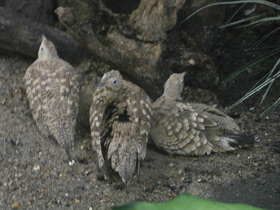 Фото Sandgrouse