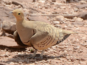 Фото Sandgrouse