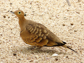 Фото Sandgrouse