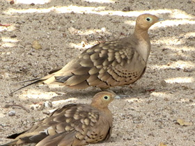 Фото Sandgrouse