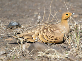 Фото Sandgrouse