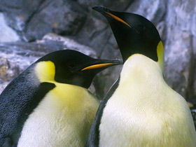 Фото Emperor penguin