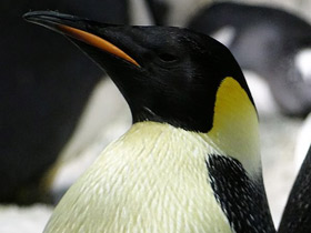 Фото Emperor penguin
