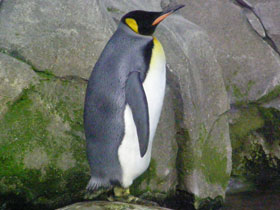 Фото Pingüino rey