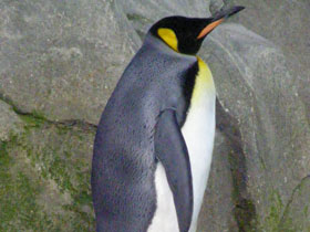 Фото Королевский пингвин
