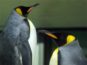 Фото King penguin