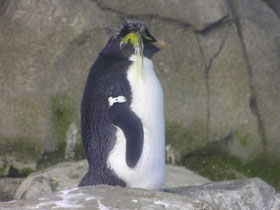 Фото Pingüino de penacho amarillo