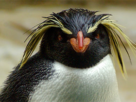 Фото Pingüino de penacho amarillo